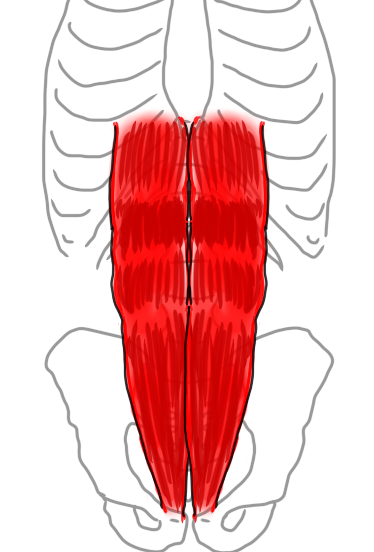 腹直筋のイラスト