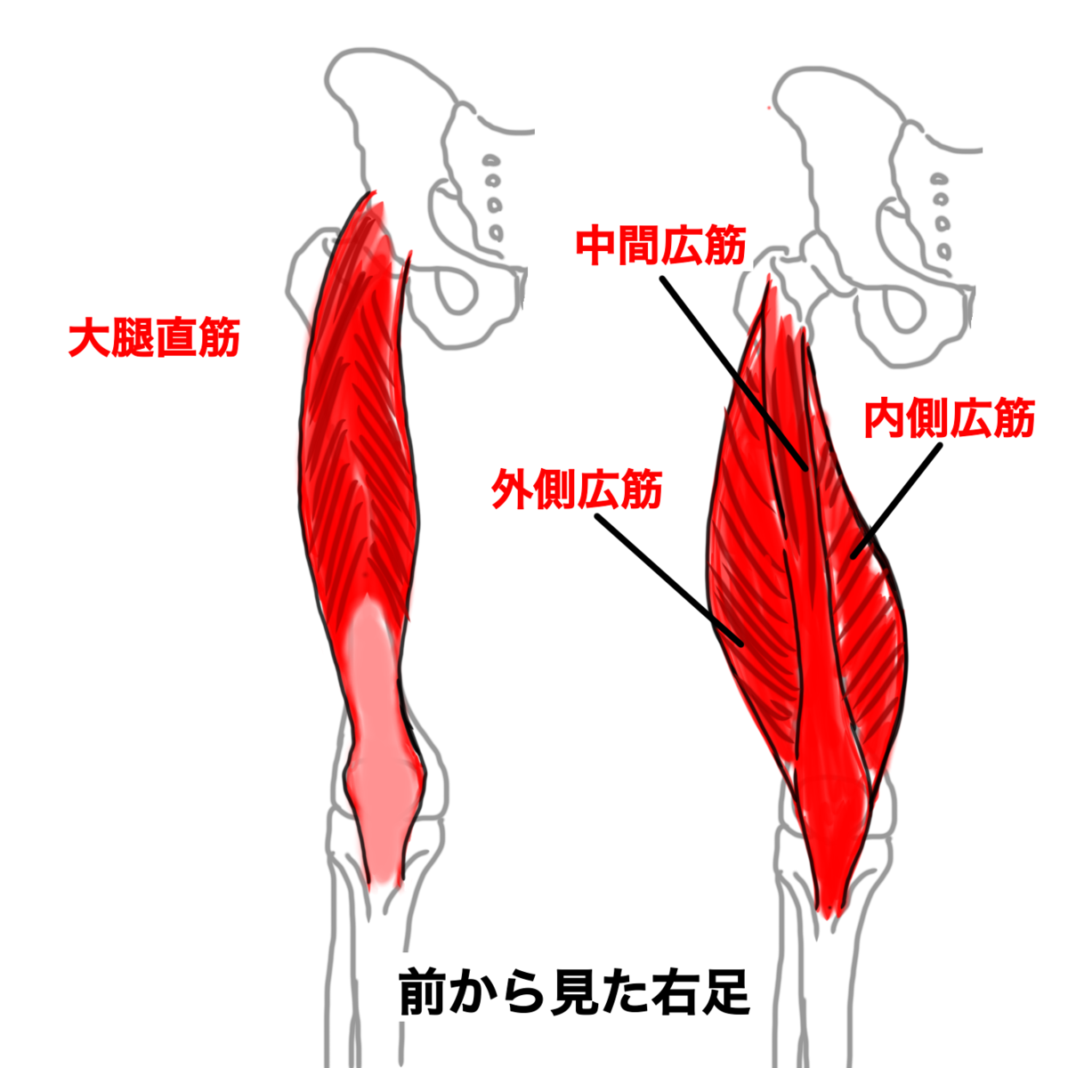 大腿四頭筋のイラスト