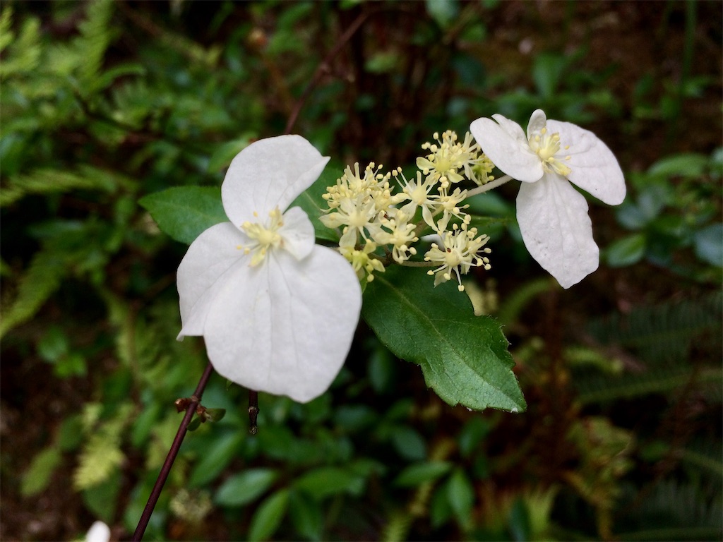 f:id:aki_tokitamago:20200531113337j:image f:id:aki_tokitamago:20200531113337j:image