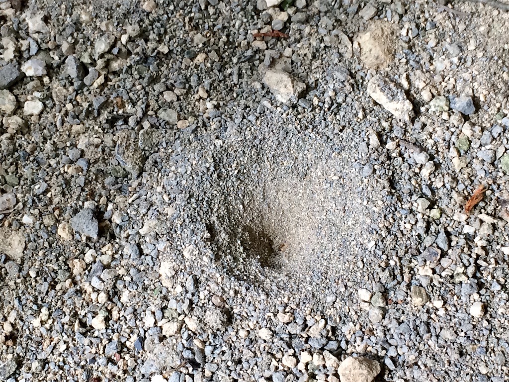 f:id:aki_tokitamago:20200531113359j:image f:id:aki_tokitamago:20200531113359j:image