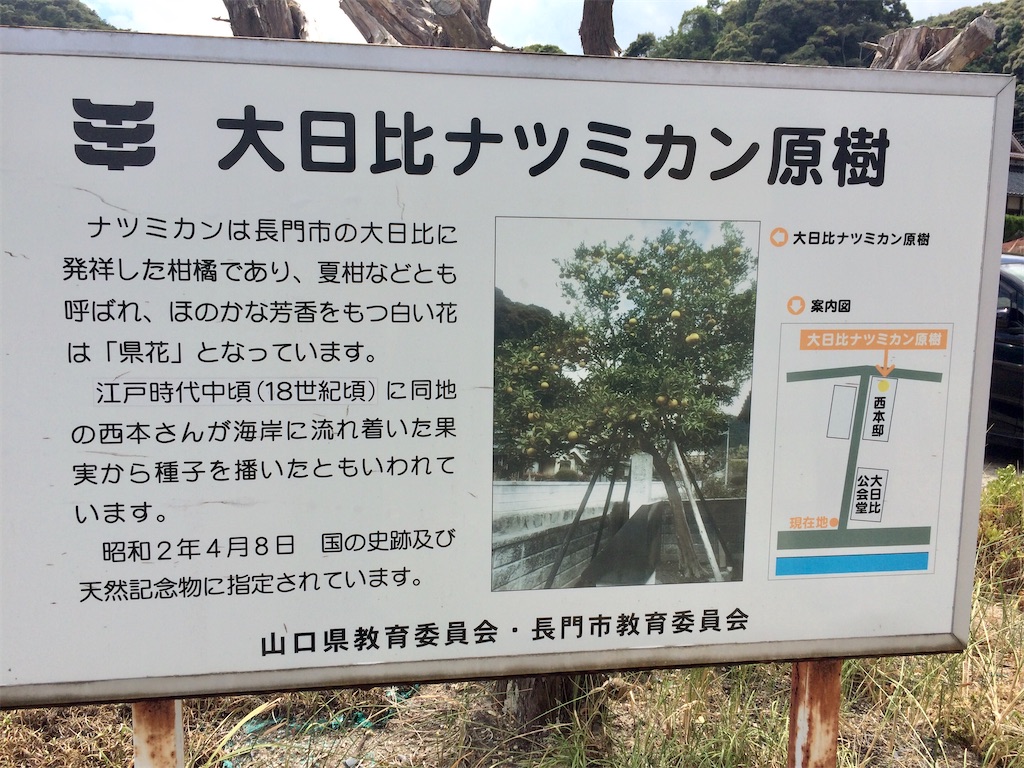 f:id:aki_tokitamago:20200706192509j:image