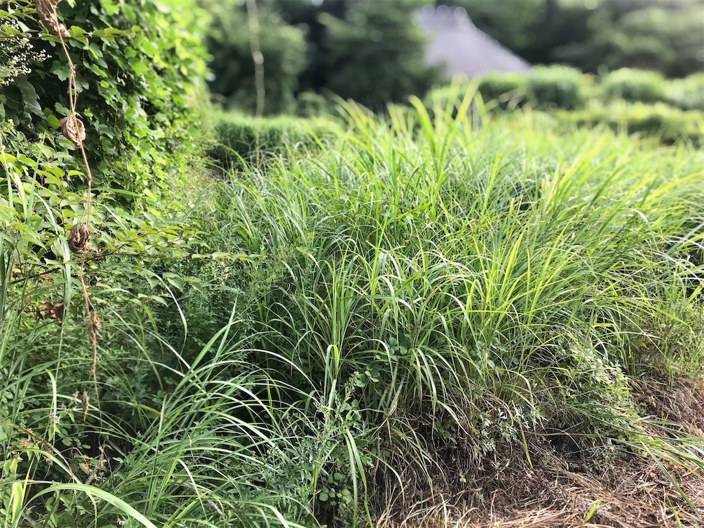 f:id:aki_tokitamago:20210925104503j:image