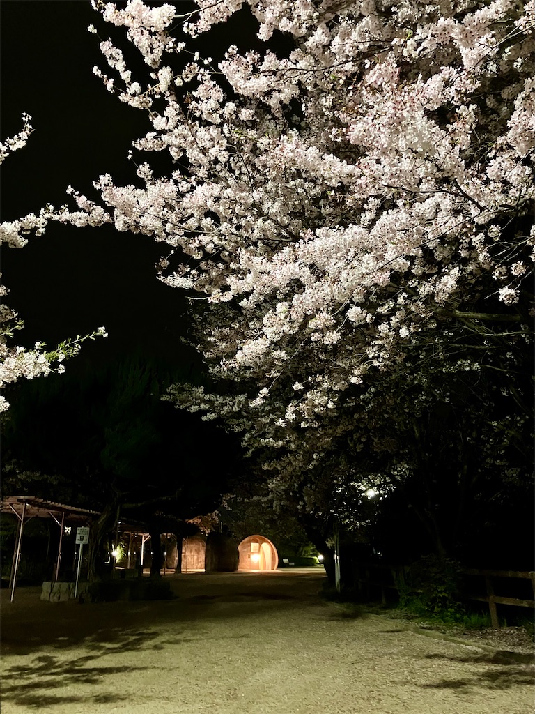 f:id:aki_tokitamago:20240412084516j:image