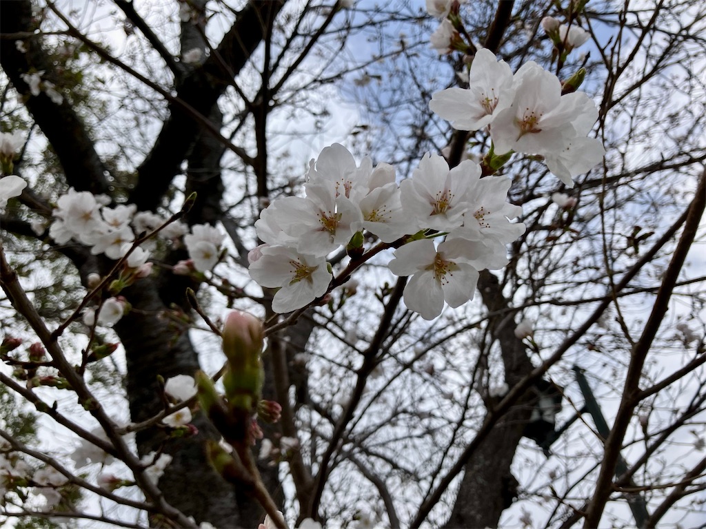 f:id:aki_tokitamago:20250331102419j:image f:id:aki_tokitamago:20250331102419j:image