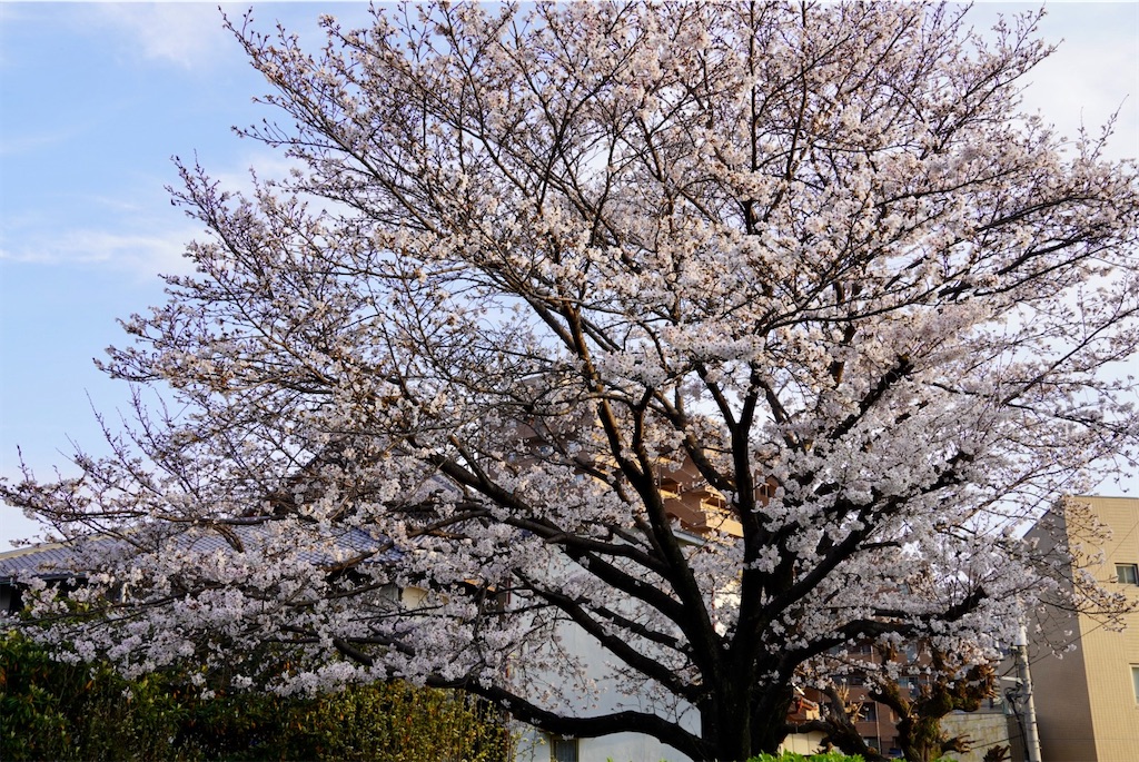 f:id:aki_tokitamago:20260402122829j:image