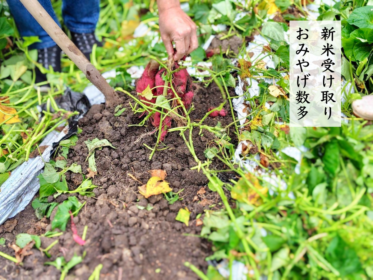 エントリ画像