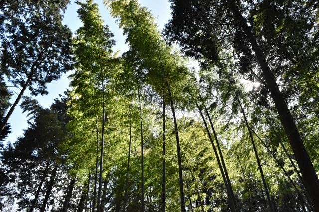 秩父宮記念公園 秩父宮記念公園