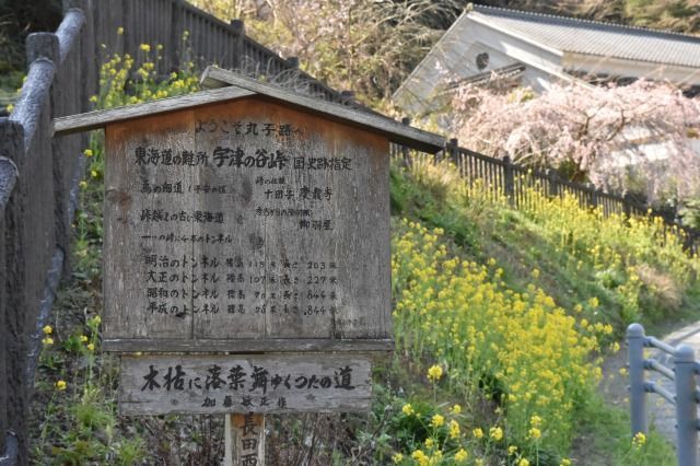 つたの細道 つたの細道