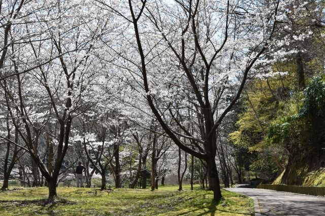 城池親水公園の桜 城池親水公園の桜