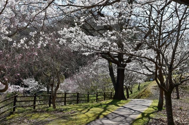 城池親水公園の桜 城池親水公園の桜