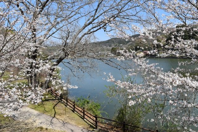 城池親水公園の桜 城池親水公園の桜