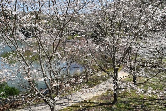 城池親水公園の桜 城池親水公園の桜