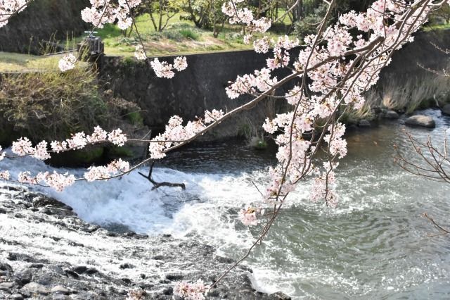 桜堤北公園から伸びる桜堤遊歩道 桜堤北公園から伸びる桜堤遊歩道