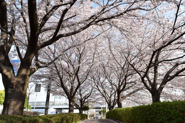 桜堤北公園から伸びる桜堤遊歩道 桜堤北公園から伸びる桜堤遊歩道