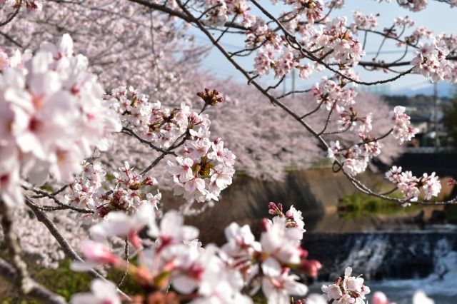 桜堤の遊歩道の桜 桜堤の遊歩道の桜