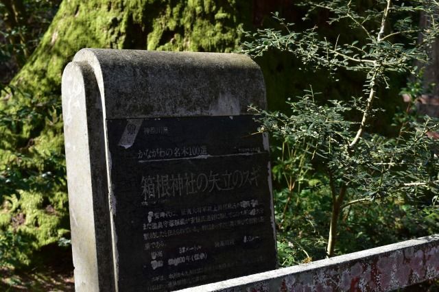箱根神社の矢立の杉 箱根神社の矢立の杉