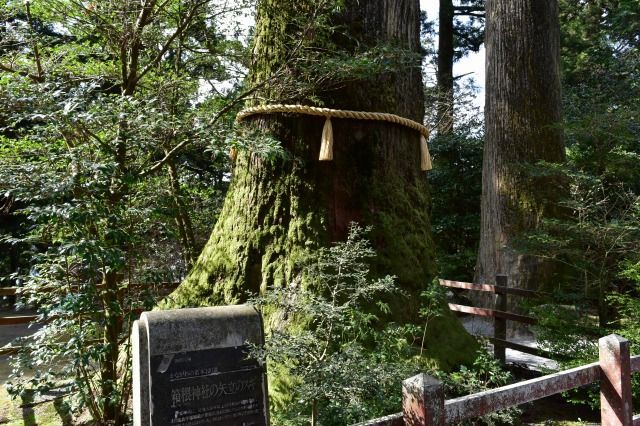 箱根神社の矢立の杉 箱根神社の矢立の杉