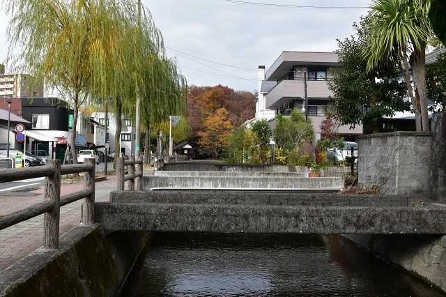 桜川沿いの柳とカモ 桜川沿いの柳とカモ