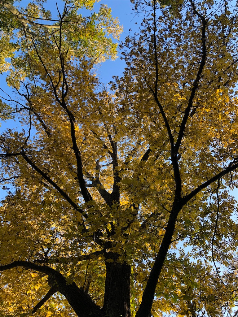 f:id:akibitokun:20221102194723j:image