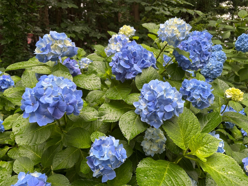 f:id:akibitokun:20250706203343j:image