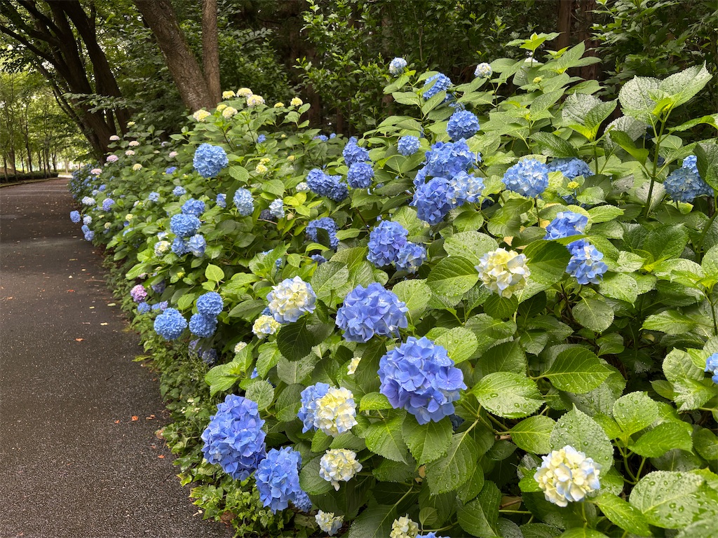 f:id:akibitokun:20250706203350j:image