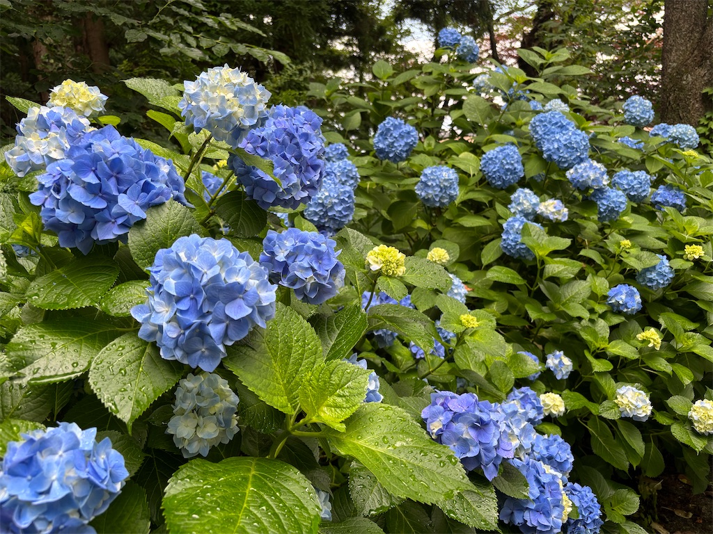 f:id:akibitokun:20250706203417j:image