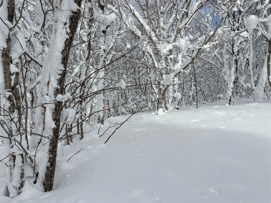 f:id:akibitokun:20260119211351j:image