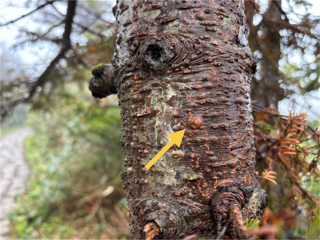 f:id:akibitokun:20260613100520j:image