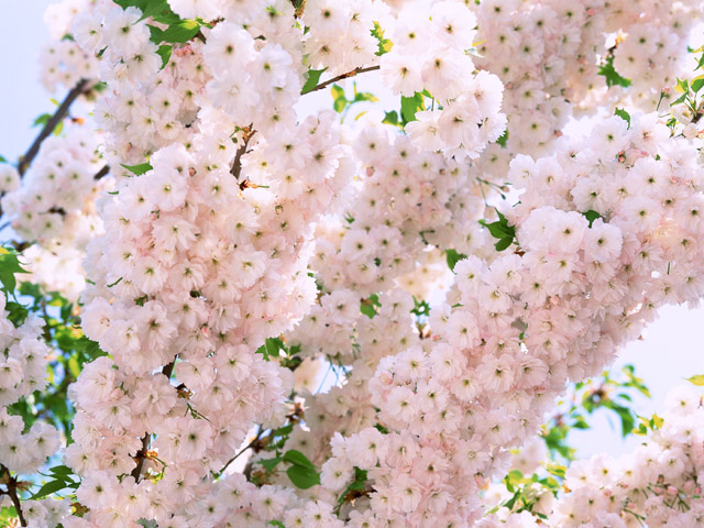 f:id:akichan2888:20210419184021j:plain
