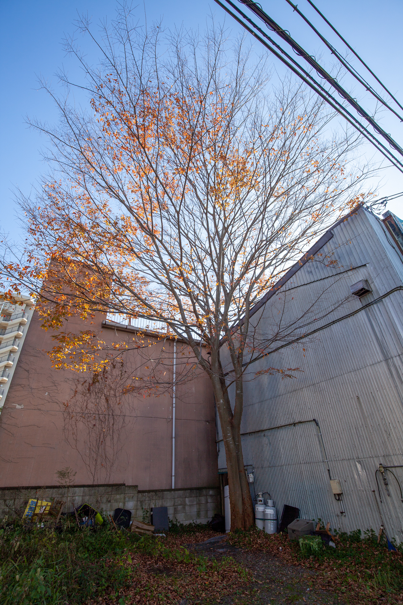 f:id:akichiniiko:20201204204209j:plain