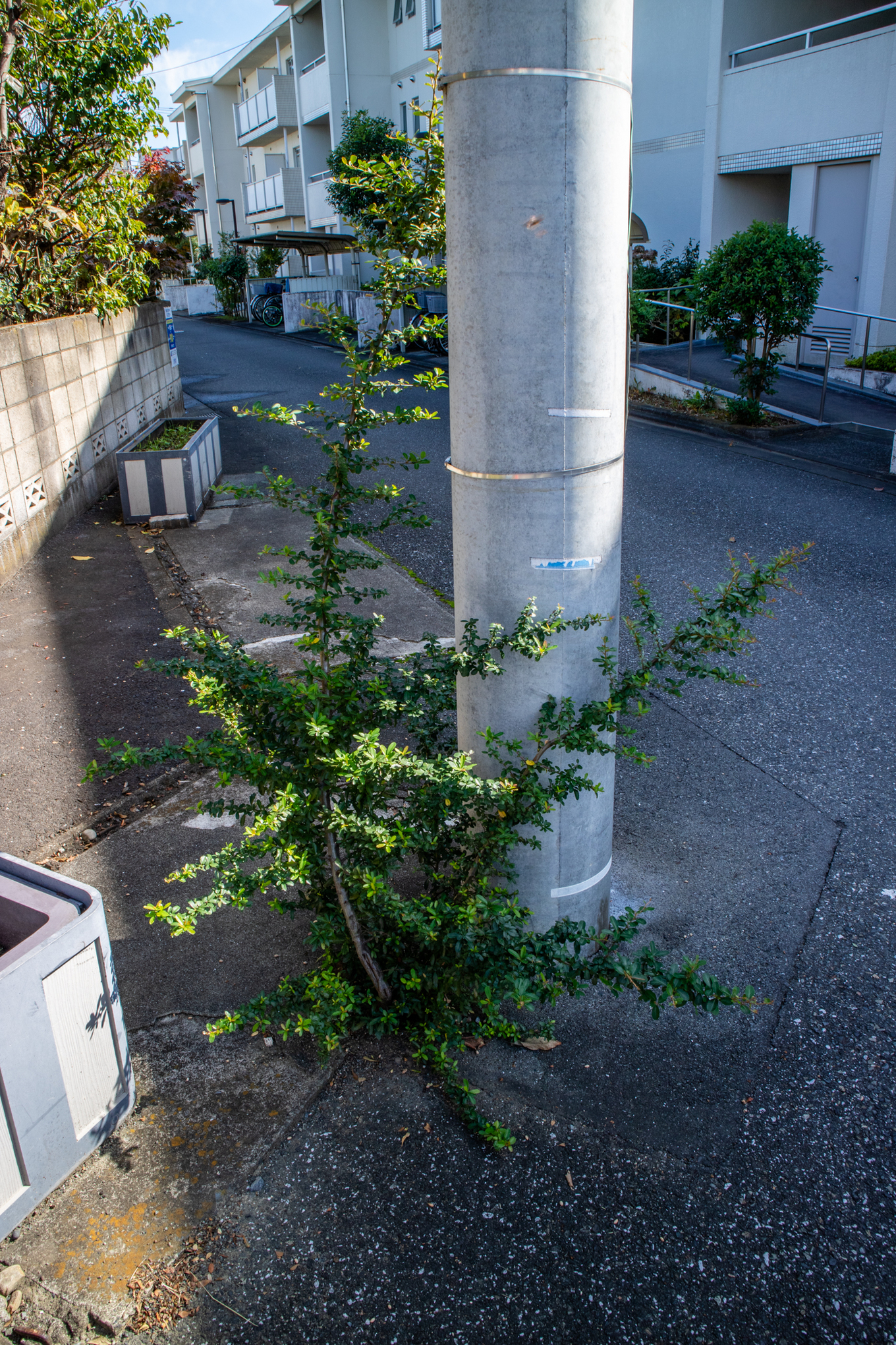 f:id:akichiniiko:20211012204600j:plain