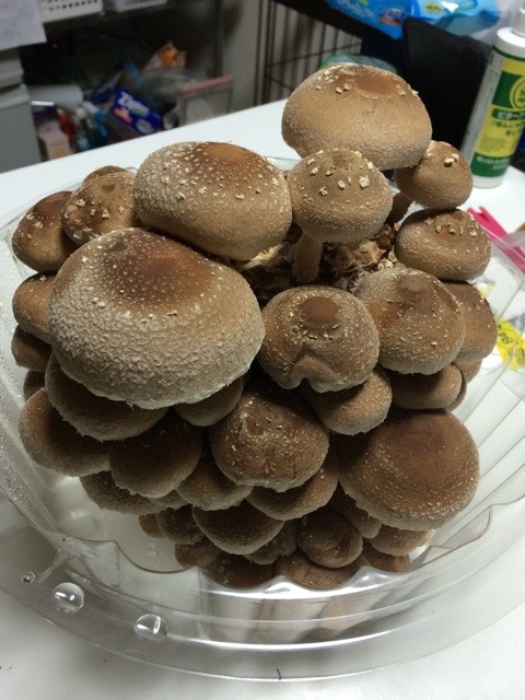 f:id:akie1000:20150127231815j:plain