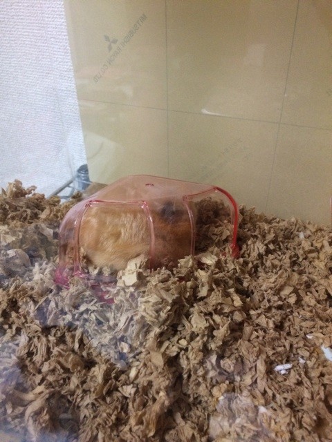 f:id:akie1000:20150518194931j:plain