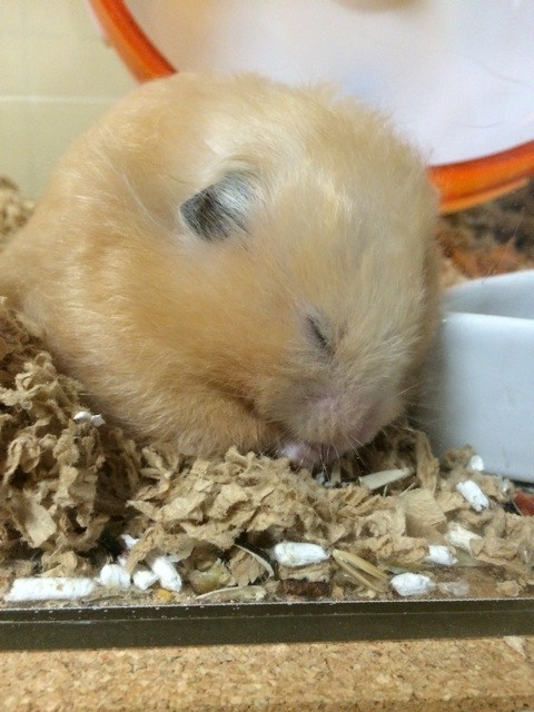 f:id:akie1000:20150518194955j:plain