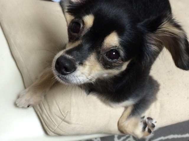 f:id:akie1000:20150904004248j:plain