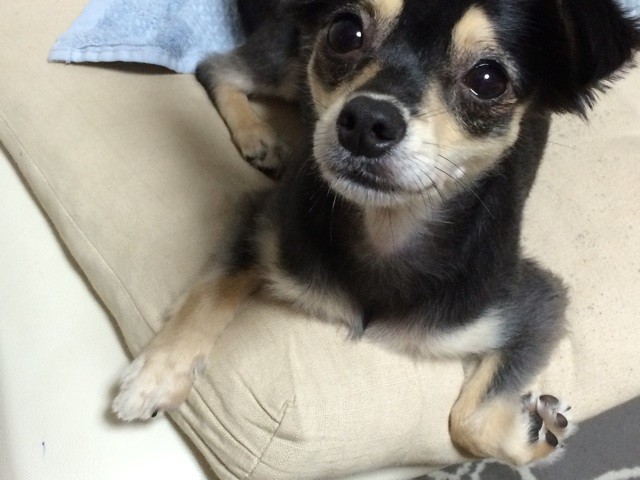 f:id:akie1000:20150904004300j:plain