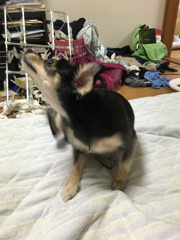 f:id:akie1000:20160806012329j:image