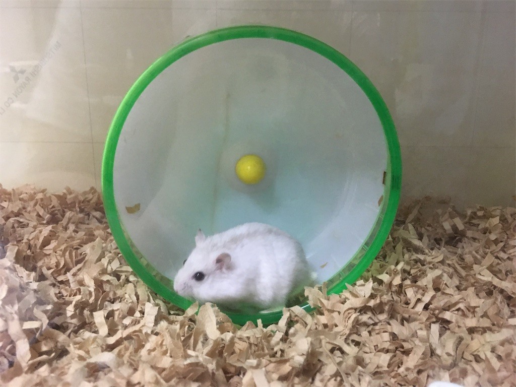 f:id:akie1000:20160816021240j:image