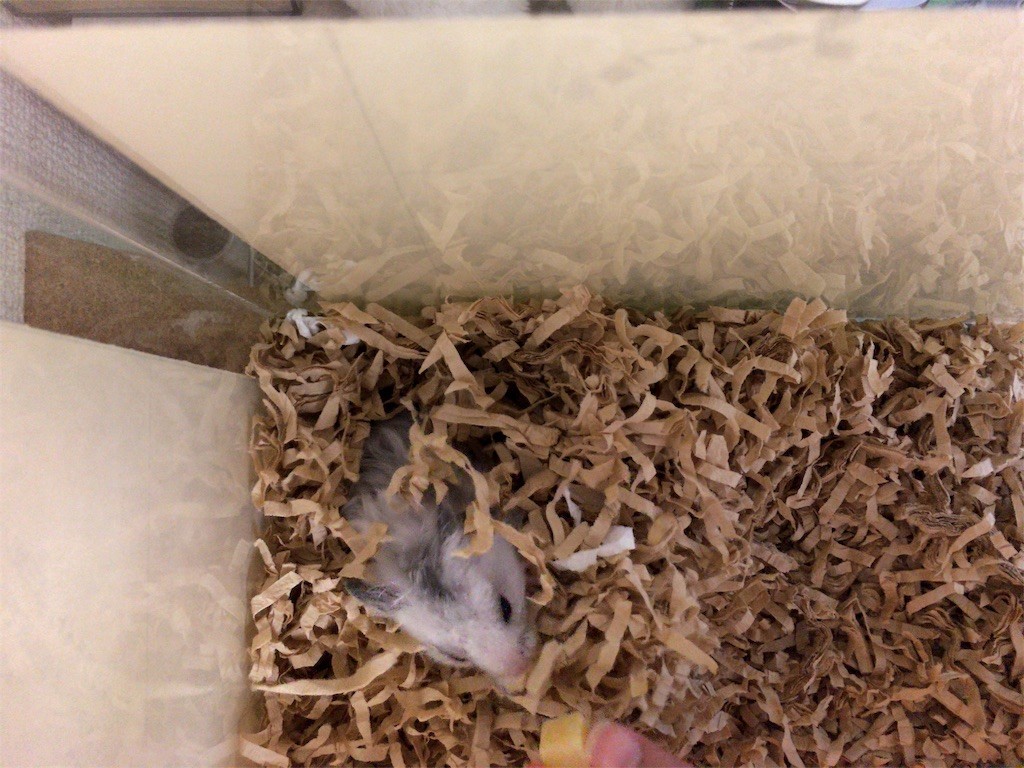 f:id:akie1000:20160817212701j:image