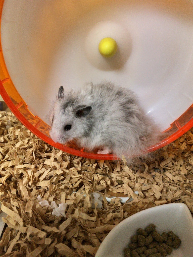 f:id:akie1000:20160817212846j:image