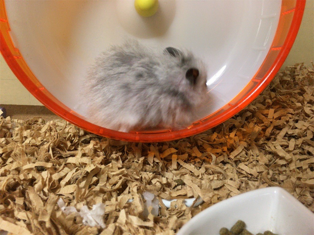 f:id:akie1000:20160817212906j:image