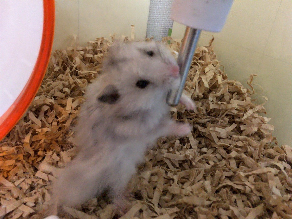 f:id:akie1000:20160817213034j:image