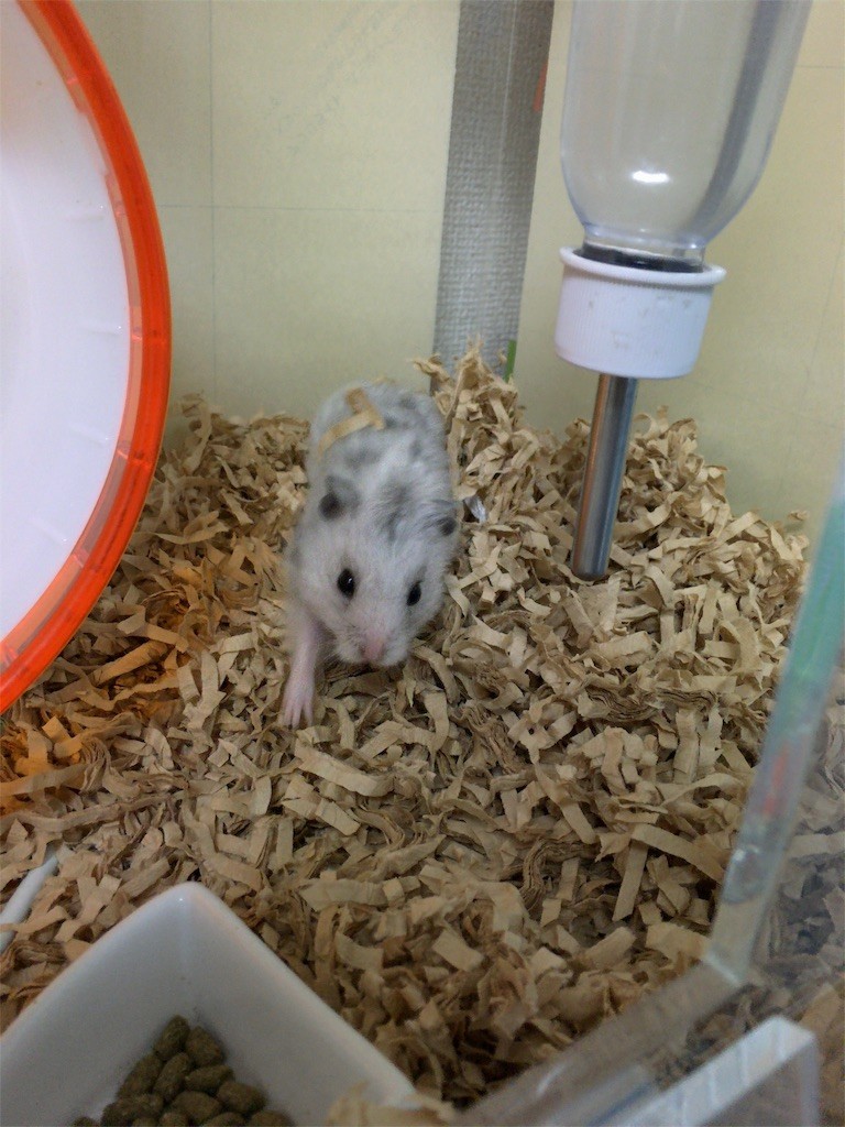 f:id:akie1000:20160819001816j:image