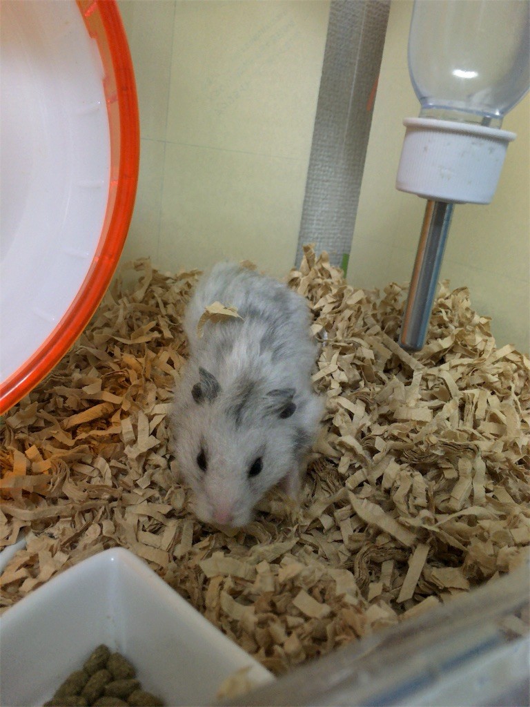 f:id:akie1000:20160819001829j:image