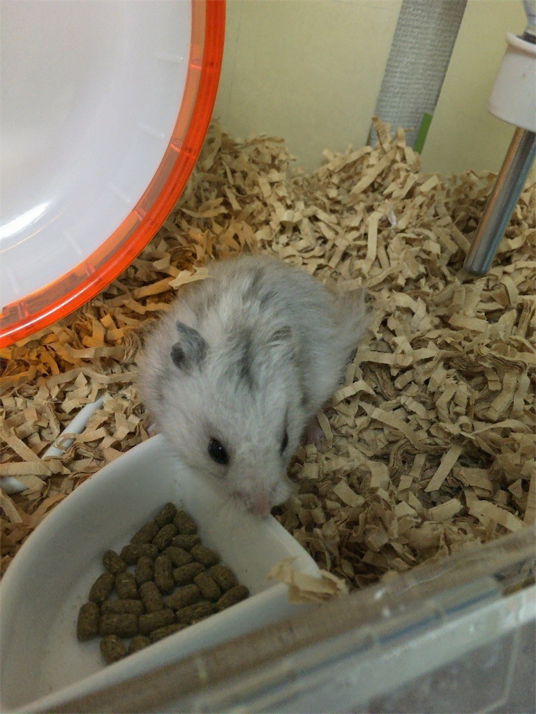 f:id:akie1000:20160819001838j:image