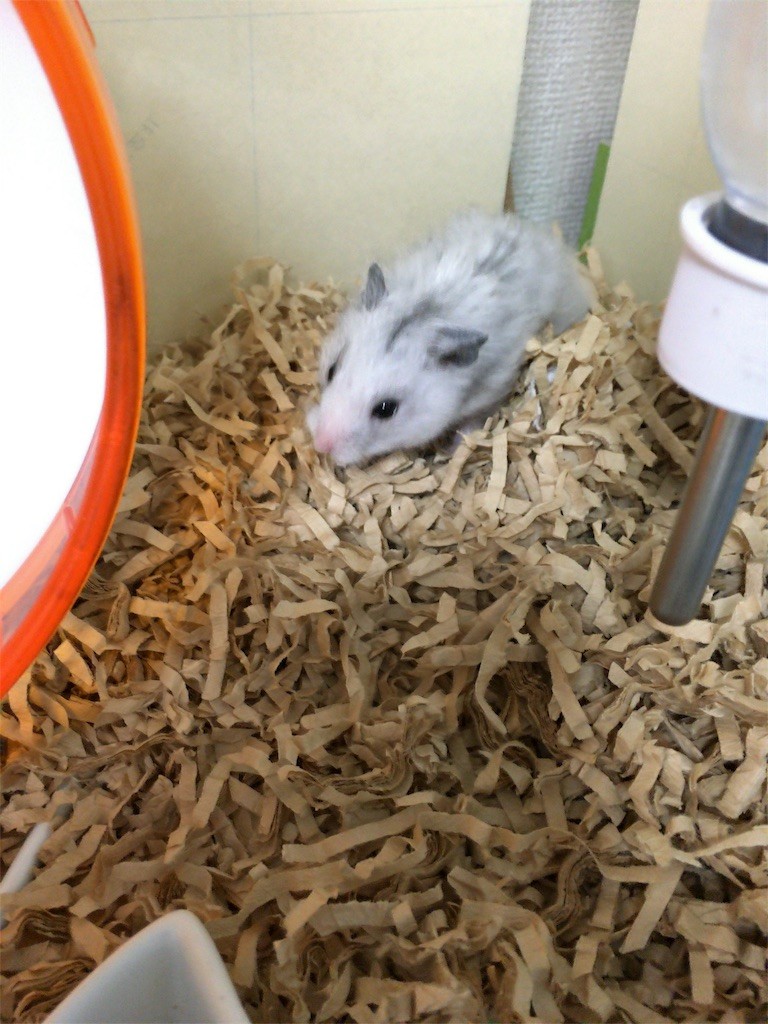 f:id:akie1000:20160819001857j:image