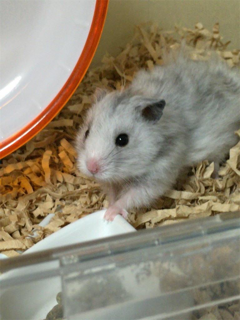 f:id:akie1000:20160819001907j:image