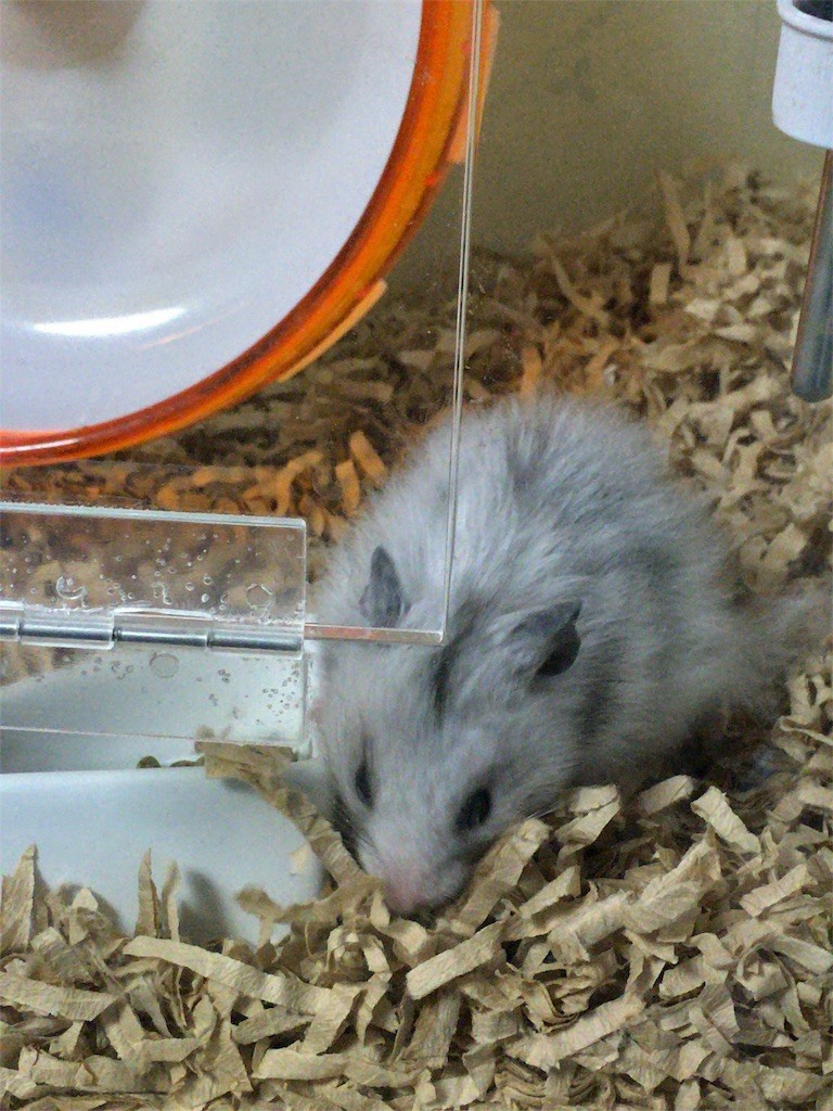 f:id:akie1000:20160819001933j:image