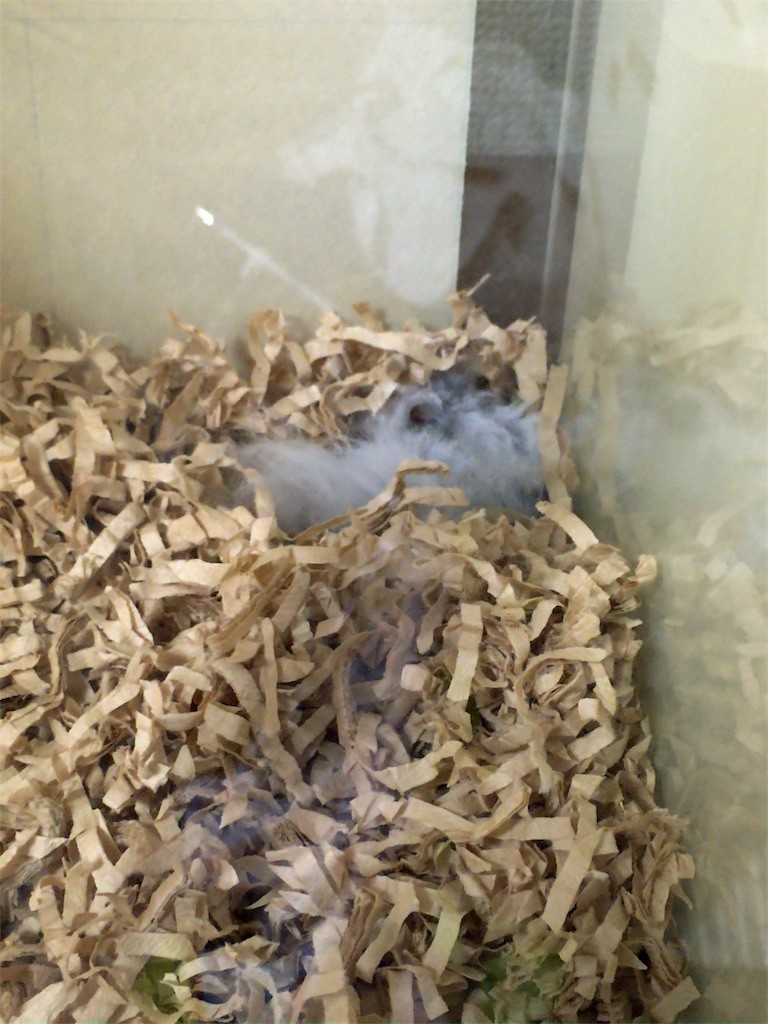 f:id:akie1000:20160819002003j:image