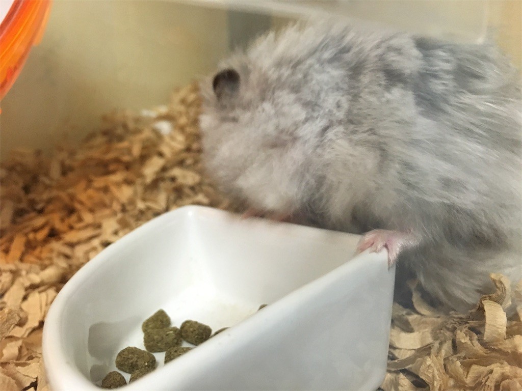 f:id:akie1000:20160907213738j:image